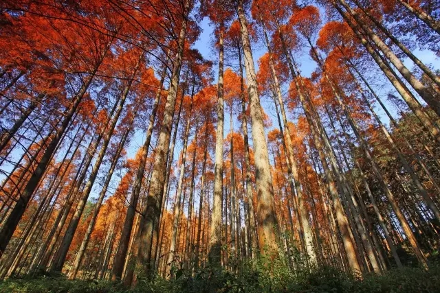 湖南靖州森林公园(排牙山森林公园)